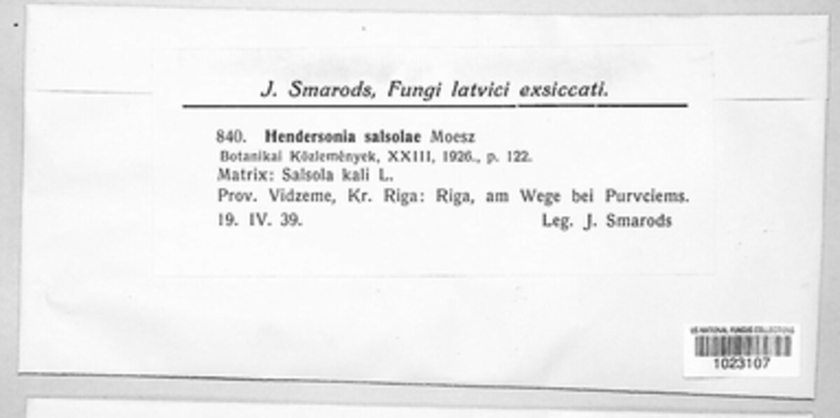 Sclerostagonospora salsolae image